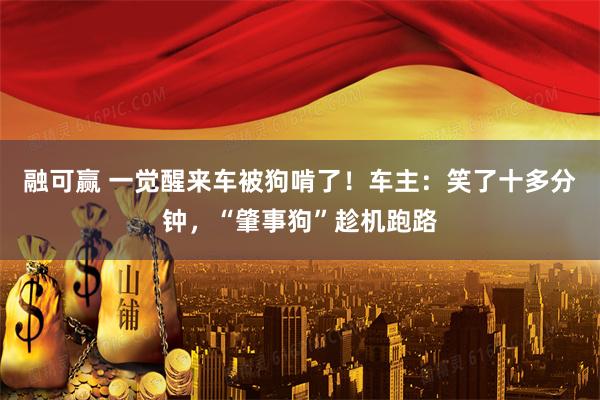 融可赢 一觉醒来车被狗啃了！车主：笑了十多分钟，“肇事狗”趁机跑路
